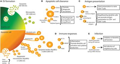 Apoptotic Cell-Derived Extracellular Vesicles: More Than Just Debris